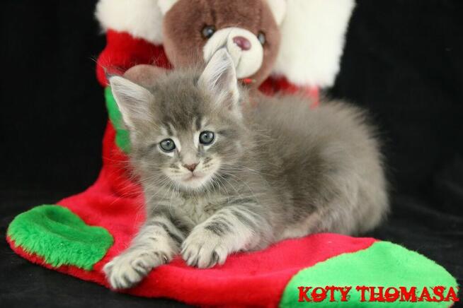 Kocurek Maine Coon niebieski klasycznie pręgowany