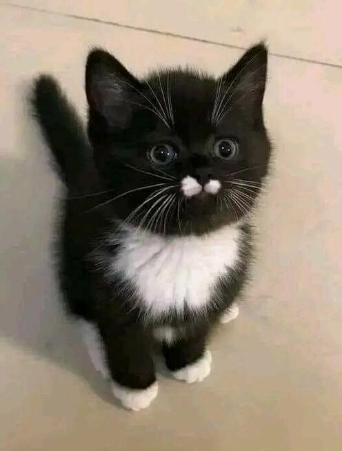 poznam pana na stałe