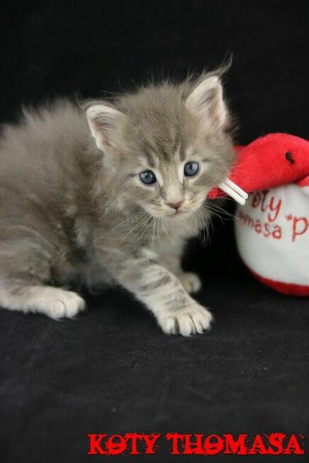 Kocurek Maine Coon niebieski klasycznie pręgowany