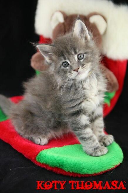 Kocurek Maine Coon niebieski klasycznie pręgowany