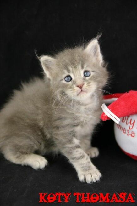 Kocurek Maine Coon niebieski klasycznie pręgowany