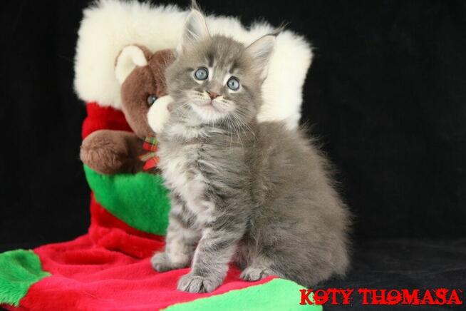 Kocurek Maine Coon niebieski klasycznie pręgowany