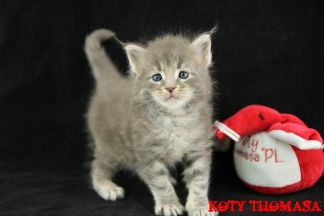 Kocurek Maine Coon niebieski klasycznie pręgowany