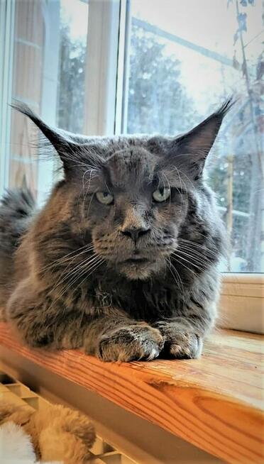 Kocurek Maine Coon niebieski klasycznie pręgowany