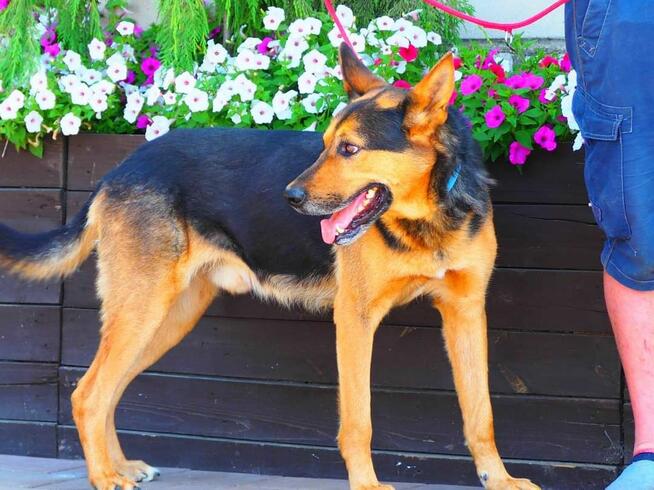 Cudowny psi ideał uwielbiajacy ludzi i psy czeka na domek