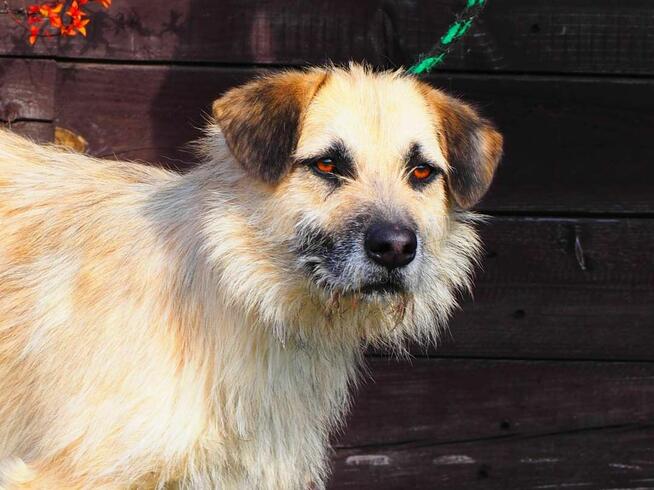 Wesoły psiak kochający ludzi nad życie BŁAGA o wspaniały dom