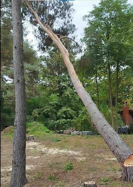 Wycinka drzew, z podnośnika, alpinistycznie. Usługi rębakiem