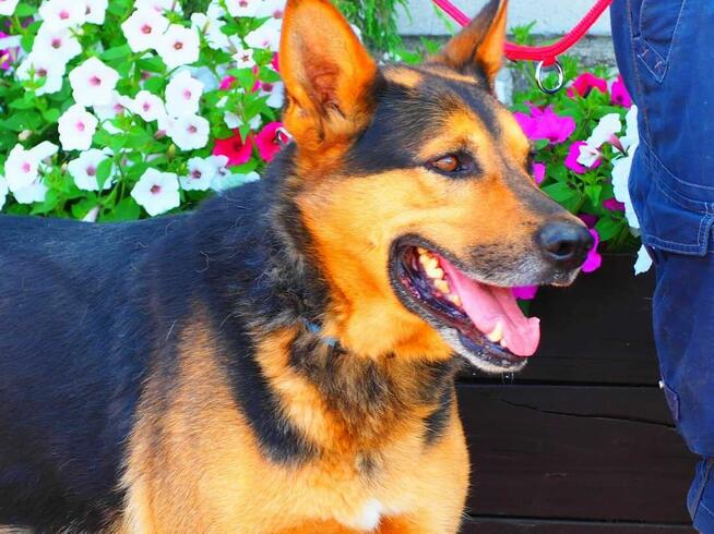 POSEJDON spokojny psiak kochający ludzi szuka PILNIE domku