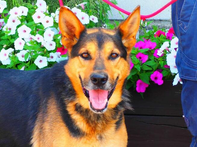 Cudowny psi ideał uwielbiajacy ludzi i psy czeka na domek