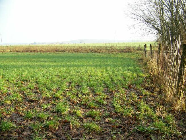 działka rolna pod Białogardem o pow.3500 mkw