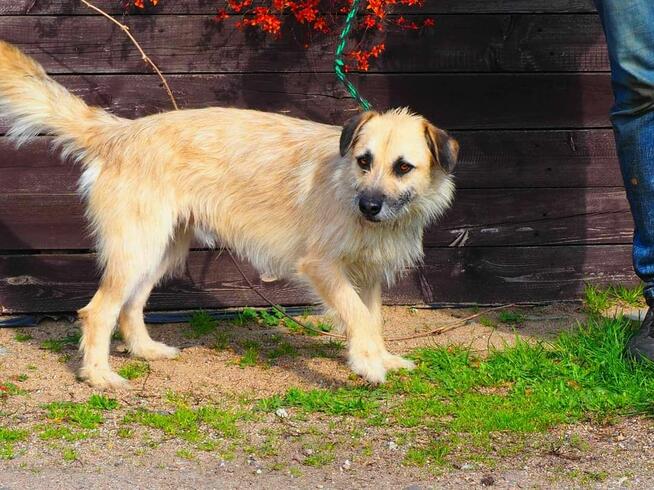 Wesoły psiak kochający ludzi nad życie BŁAGA o wspaniały dom