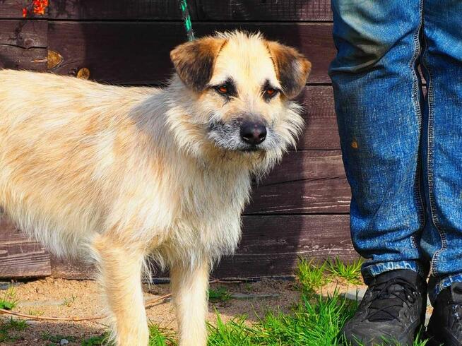 Wesoły psiak kochający ludzi nad życie BŁAGA o wspaniały dom