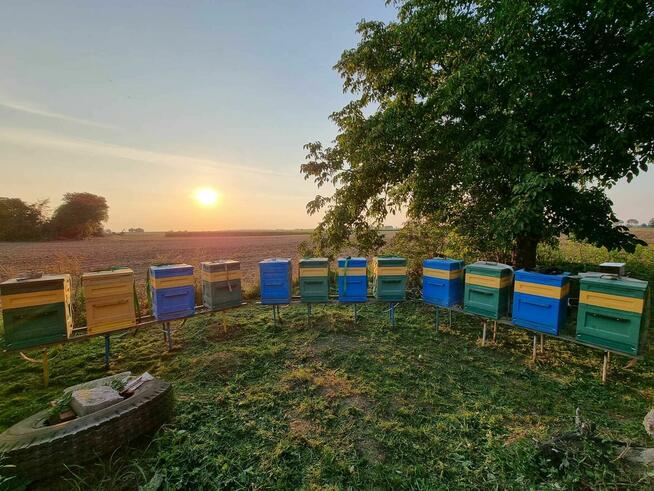 MIÓD 2025: rzepakowy