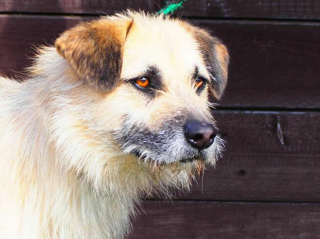 Wesoły psiak kochający ludzi nad życie BŁAGA o wspaniały dom
