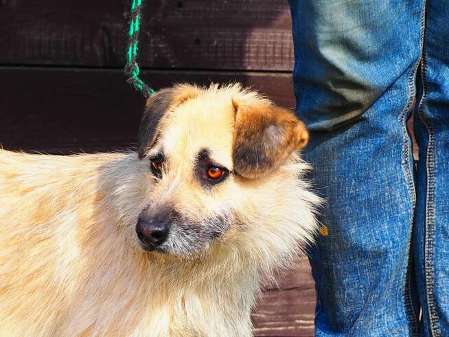 Wesoły psiak kochający ludzi nad życie BŁAGA o wspaniały dom