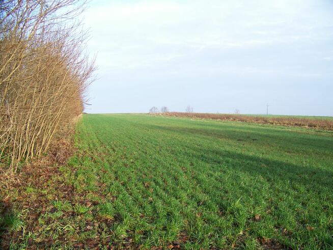 działka rolna pod Białogardem o pow.3500 mkw