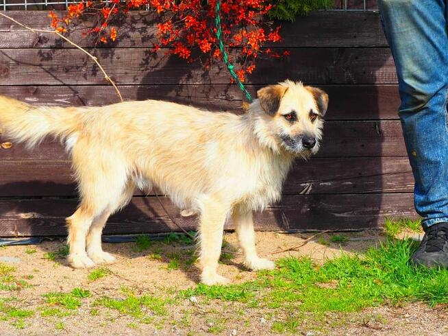 Wesoły psiak kochający ludzi nad życie BŁAGA o wspaniały dom