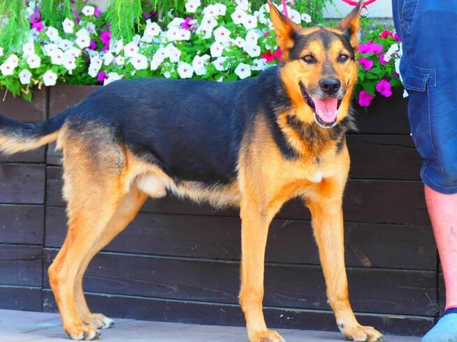 Cudowny psi ideał uwielbiajacy ludzi i psy czeka na domek