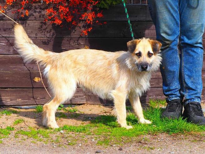 Wesoły psiak kochający ludzi nad życie BŁAGA o wspaniały dom