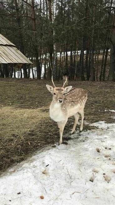 Noclegi Beskid Niski Pokoje do wynajęcia Domki Góry