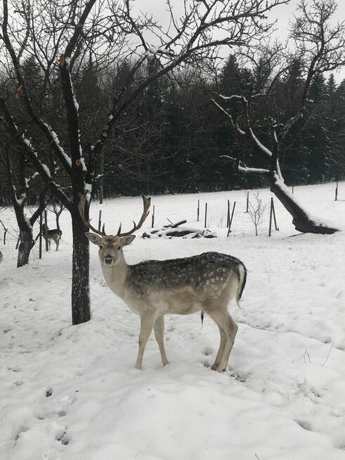 Noclegi Beskid Niski Pokoje do wynajęcia Domki Góry