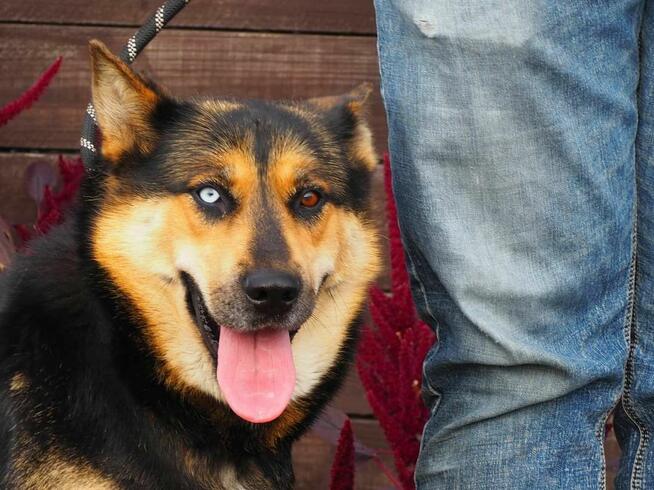 Młoda energiczna sunia szuka PILNIE kochającego domku