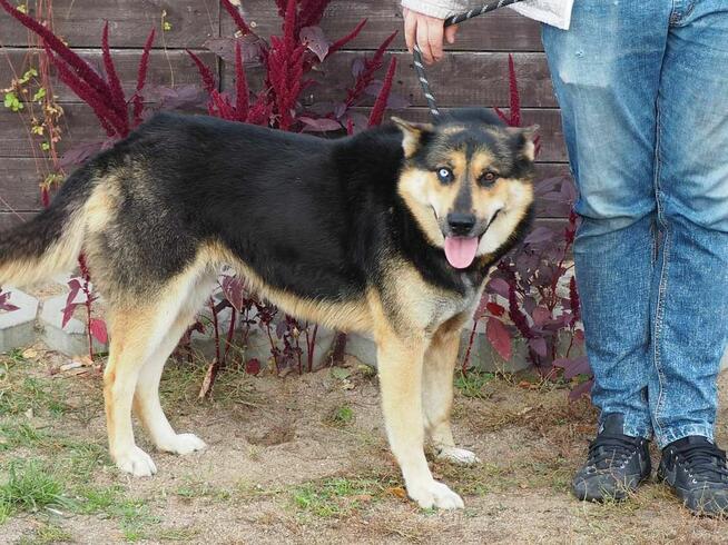 Młoda energiczna sunia szuka PILNIE kochającego domku