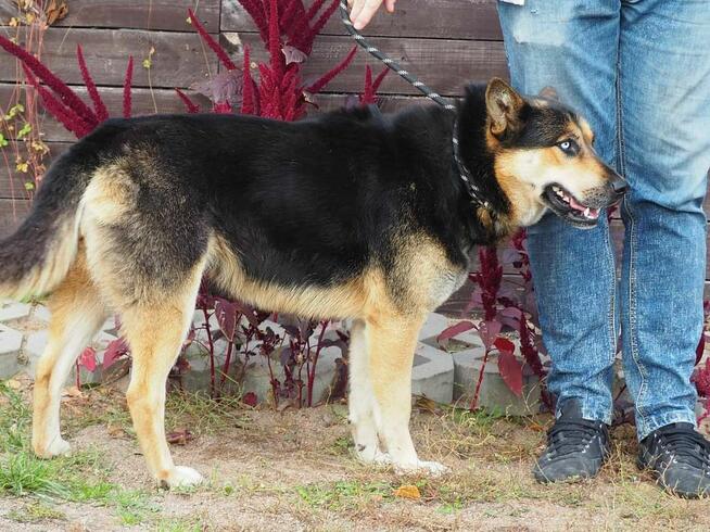 MAFIA mloda wesoła sunia szuka wspaniałego domku