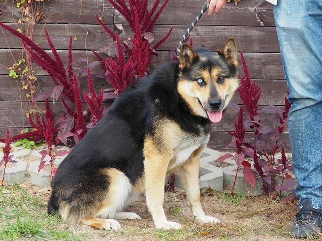 Młoda energiczna sunia szuka PILNIE kochającego domku