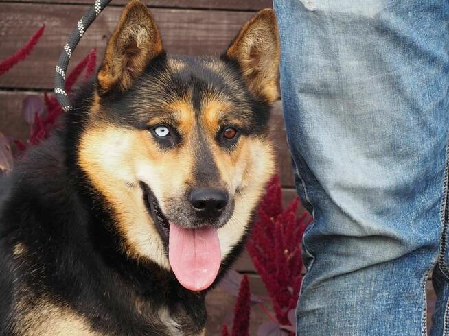 MAFIA mloda wesoła sunia szuka wspaniałego domku