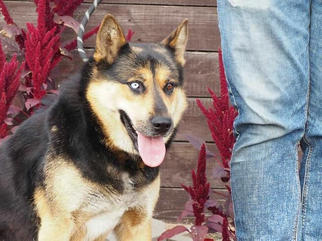 MAFIA mloda wesoła sunia szuka wspaniałego domku