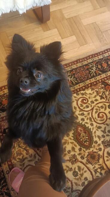 Pomeranian szpic miniaturowy