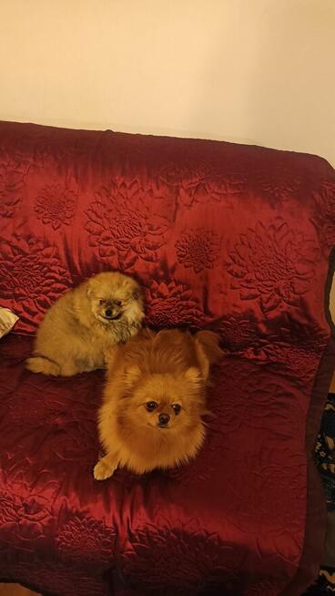Pomeranian szpic miniaturowy