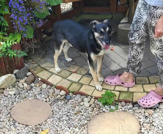 Grzeczny, delikatny Toluś już długo czeka na dom. Pokochaj!