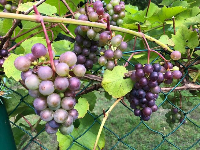 Działka Rod Bemowo II