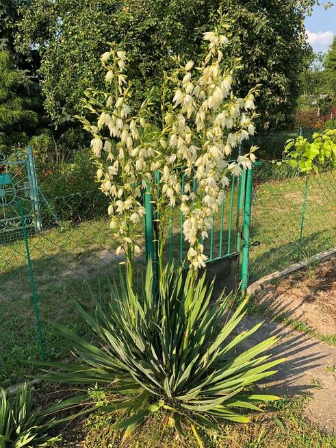 Działka Rod Bemowo II