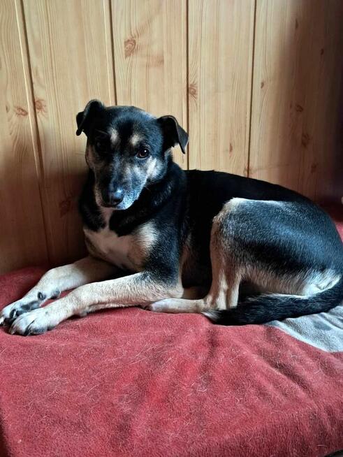 Grzeczny, delikatny Toluś już długo czeka na dom. Pokochaj!