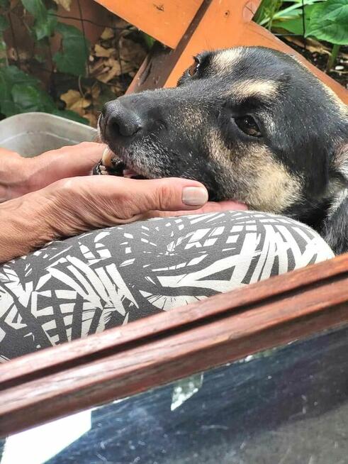 Grzeczny, delikatny Toluś już długo czeka na dom. Pokochaj!