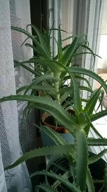 Aloes leczniczy drzewiasty, 50 zł