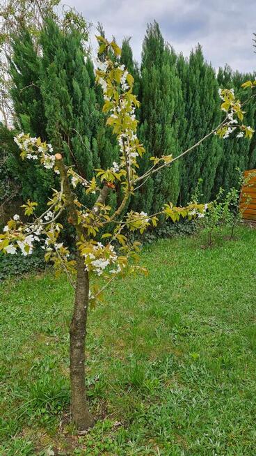 Działka Rod Bemowo II