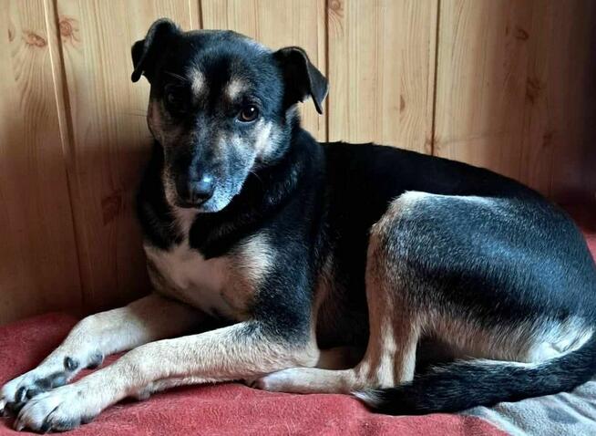 Grzeczny, delikatny Toluś już długo czeka na dom. Pokochaj!