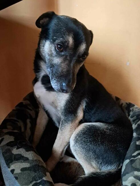 Grzeczny, delikatny Toluś już długo czeka na dom. Pokochaj!