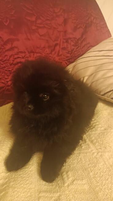 Pomeranian szpic miniaturowy