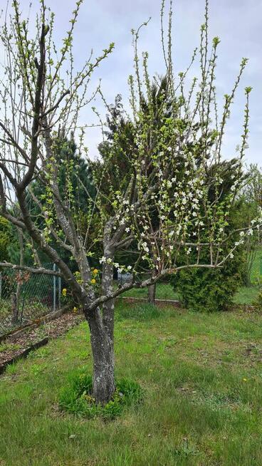 Działka Rod Bemowo II