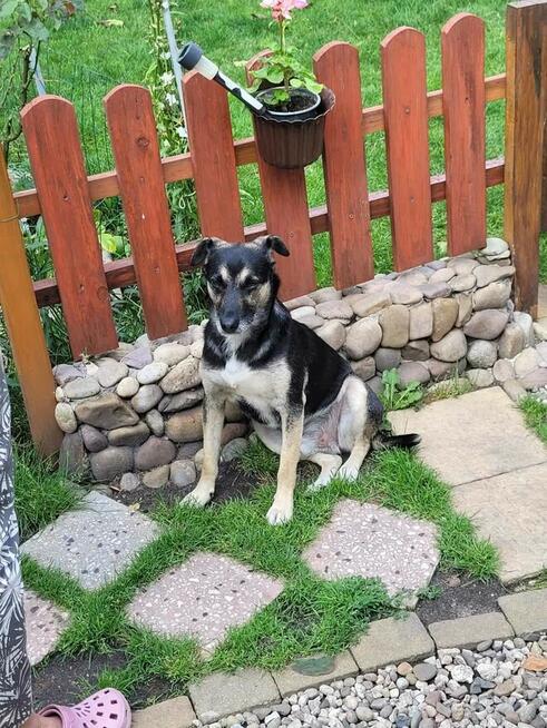 Grzeczny, delikatny Toluś już długo czeka na dom. Pokochaj!