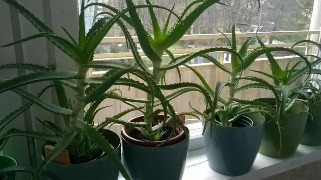 Aloes leczniczy drzewiasty, 50 zł