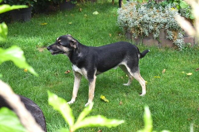 Grzeczny, delikatny Toluś już długo czeka na dom. Pokochaj!