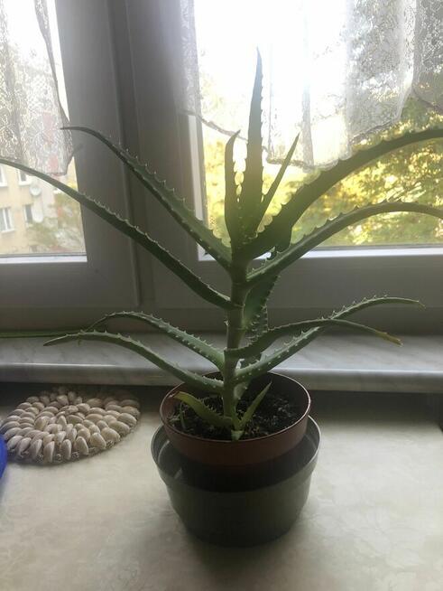 Aloes leczniczy drzewiasty, 50 zł