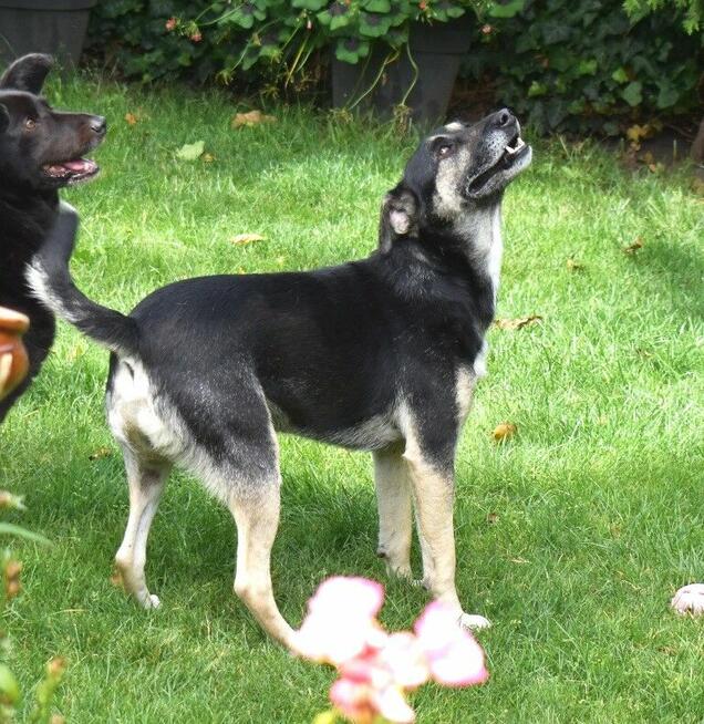 Grzeczny, delikatny Toluś już długo czeka na dom. Pokochaj!