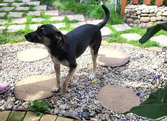 Grzeczny, delikatny Toluś już długo czeka na dom. Pokochaj!